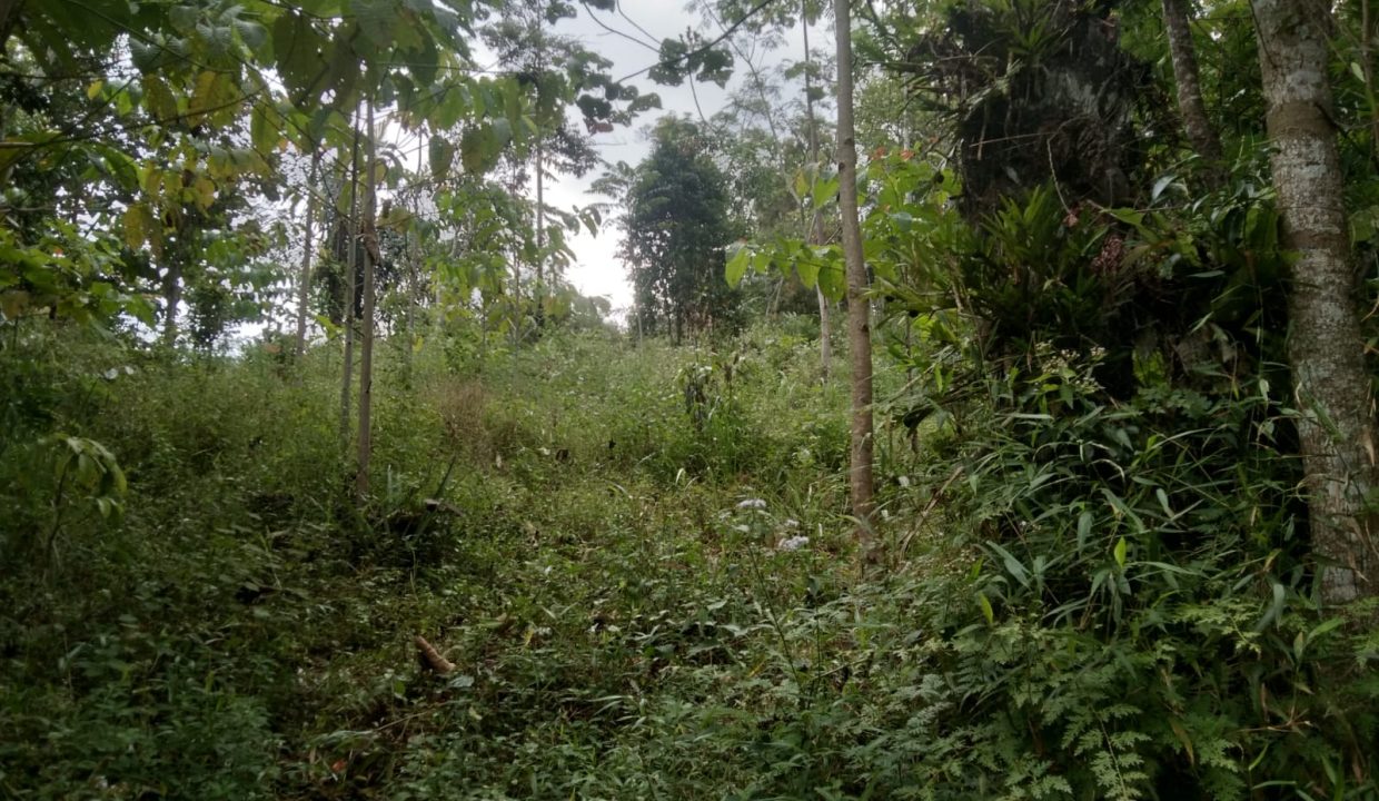 TANAH KEBUN JABON & KAPULAGA BOJONG SALAM BOGOR (1)