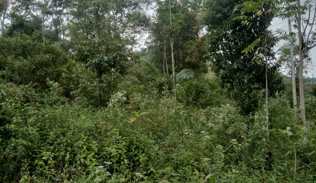 TANAH KEBUN JABON & KAPULAGA BOJONG SALAM BOGOR (4)