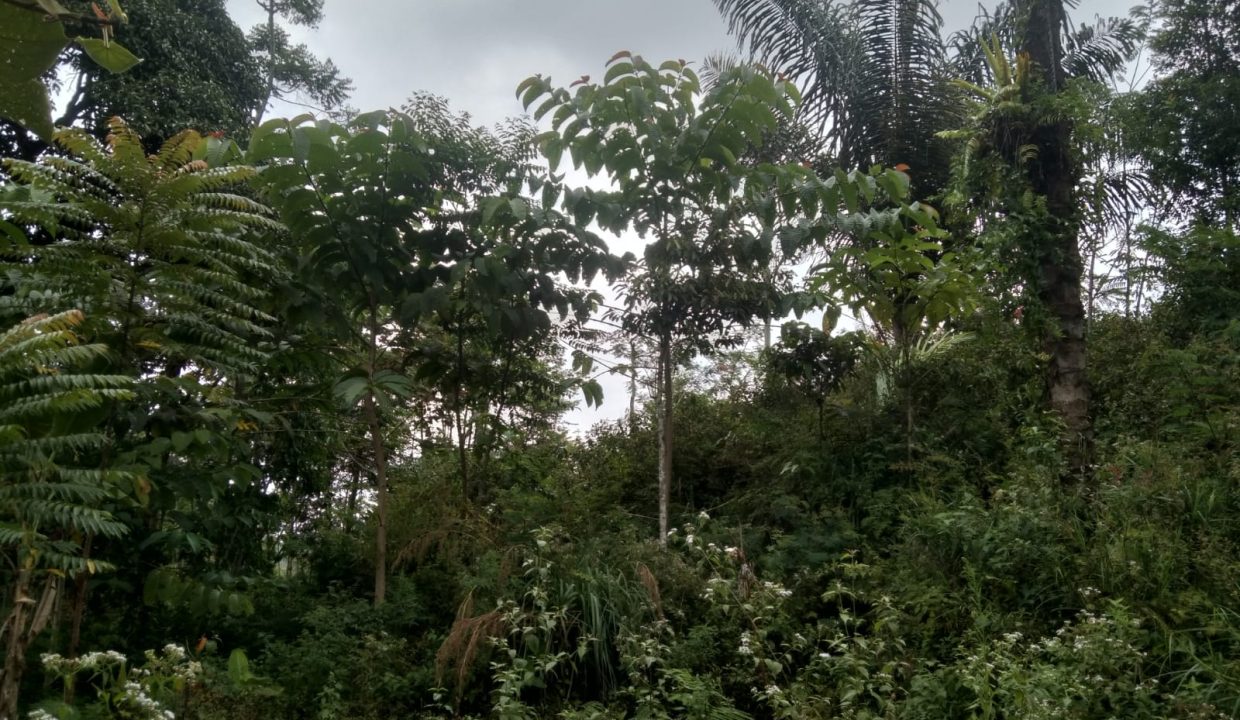 TANAH KEBUN JABON & KAPULAGA BOJONG SALAM BOGOR (8)
